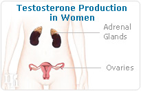 Testosterone production in women