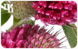 Herbal Medicine to Treat Hormonal Imbalance