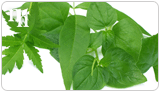 Some alternative medicines introduce similar plant-based hormones into the body.