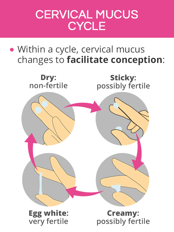 Cervical mucus is the fluid produced by your cervix during your menstrual  cycle as a result of hormonal shifts. It's quite amazing - ch