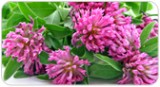 The Natural Way: Using Homeopathy to Treat Hormonal Imbalance