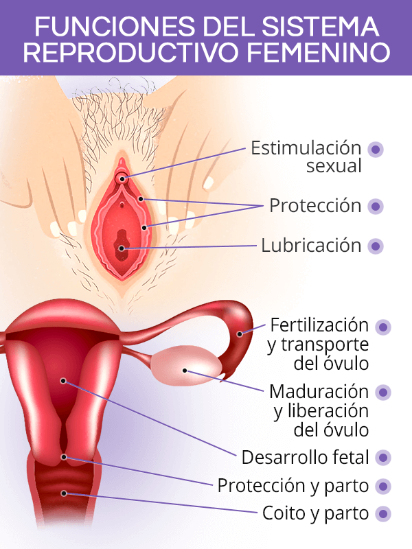 Funciones del sistema reproductivo femenino