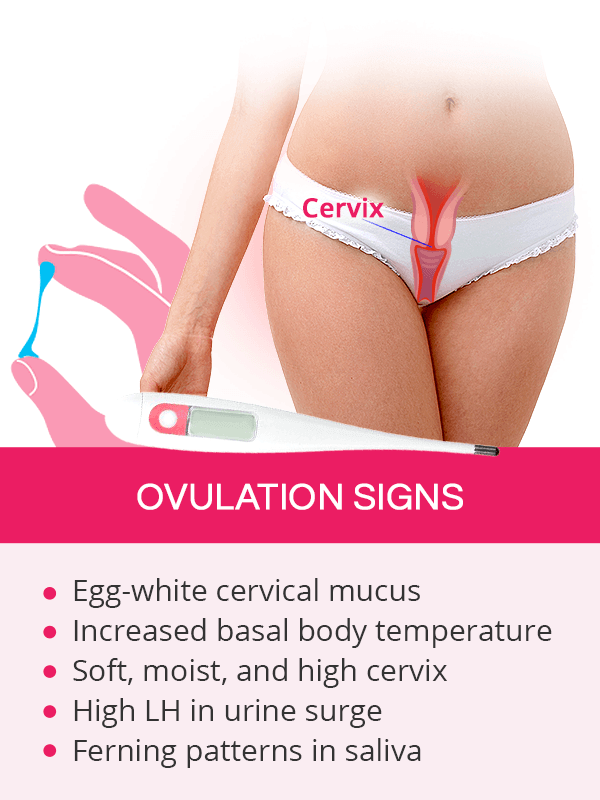 signs of ovulation