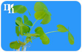 Top 5 Herbs That Increase Testosterone