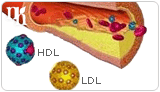 Testosterone replacement therapy increases “bad” cholesterol (LDL).