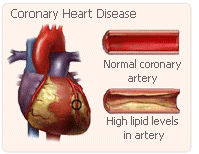 Estrogen heart