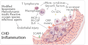 hrt cytocines