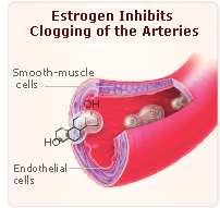 estrogen inhibits clogging of the arteries