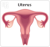 Progesterone prepares the uterus for a fertilized egg.