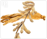 Phytoestrogens mimic the effects of estrogen in the body