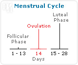 estrogen-progesterone-and-epilepsy-2