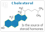 estrogen nervous system