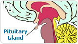 Pituitary gland