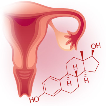 Estrogen Production