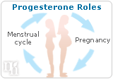Progesterone Function: Role and Effects