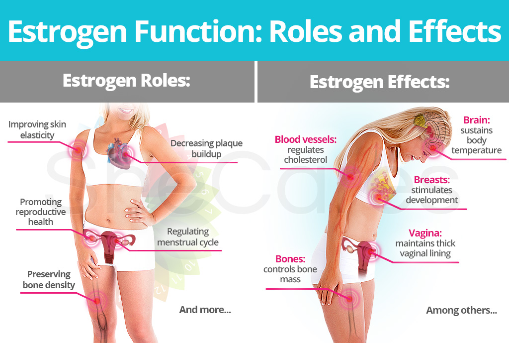 Estrogen Role and Effects