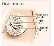 Natural hormones pregnancy