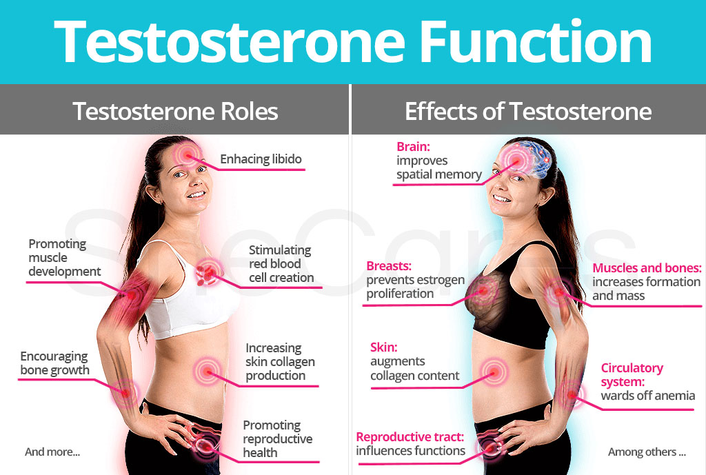 Testosterone Function