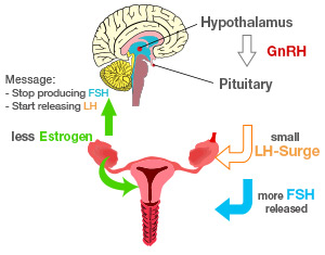 Perimenopause