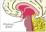 Pituitary gland