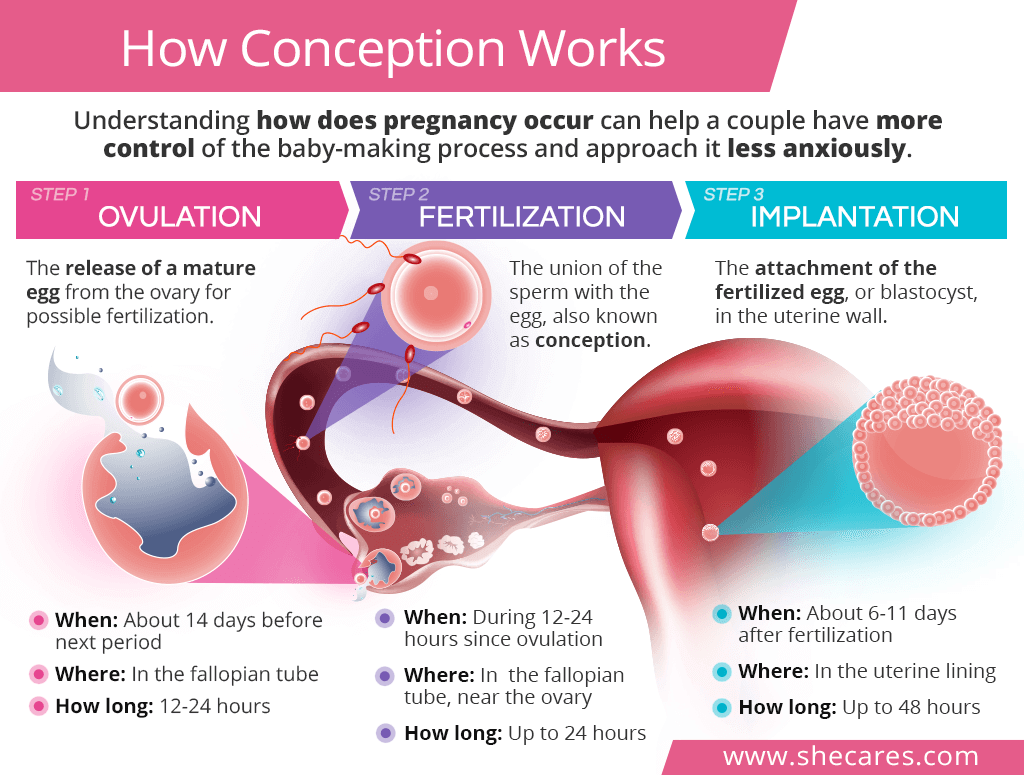 How Conception Works Ovulation Fertilization  and 