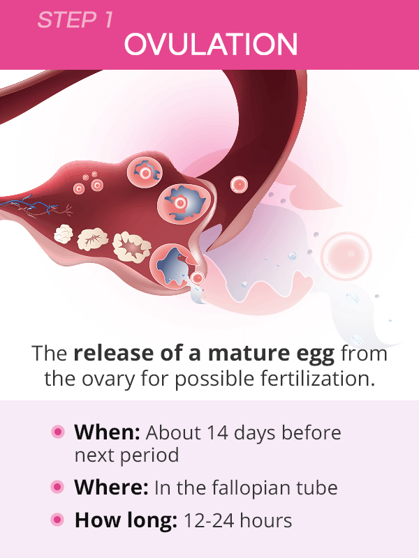 When ovulation happens