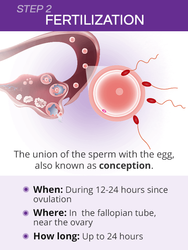 How long does fertilization take