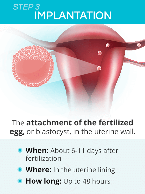 Doozie - Maternity & Child Care - Implantation bleeding happens when the  fertilised egg attaches to the lining of the uterus. Know more about it's  symptoms and how is it different from