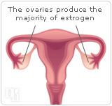 The ovaries produce the majority of estrogen.