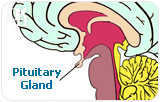 The Relationship between the Thyroid Gland and Menopause