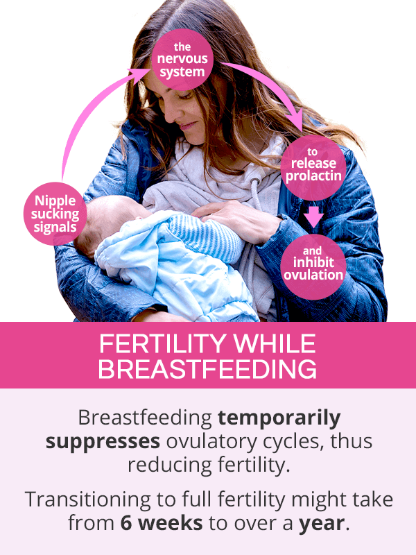 Fertility while breastfeeding