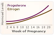 estrogen high