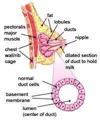 development of breast cancer