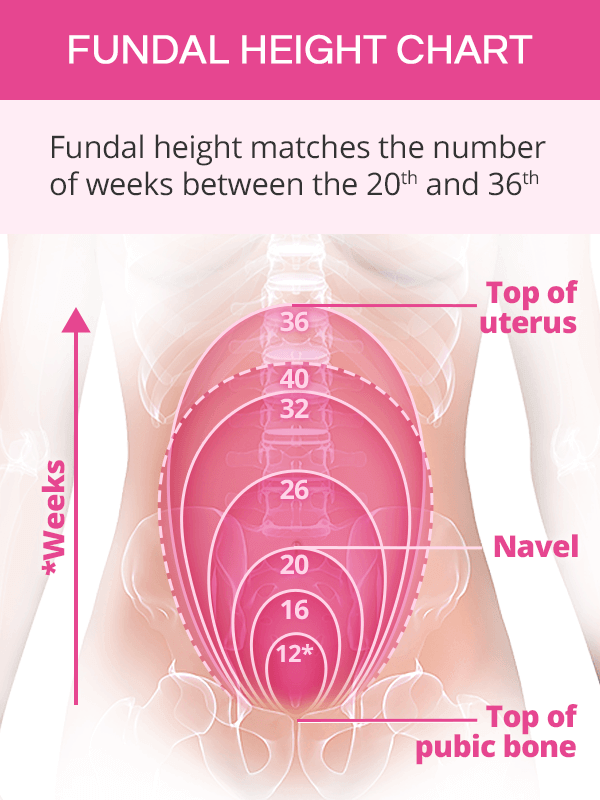 Fundal Height: Measurement, What It Means & Accuracy