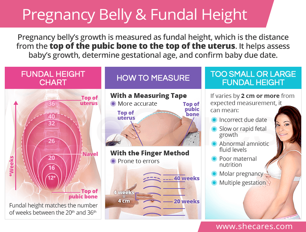 Pregnancy belly and fundal height
