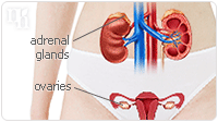 Testosterone is produced by the adrenal glands and ovaries