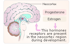 progesterone epilepcy