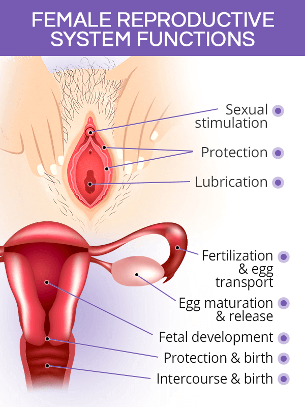 Female reproductive system functions