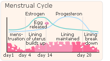 menstrual cycle