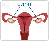 Foods to Increase or Decrease Estrogen Levels-1