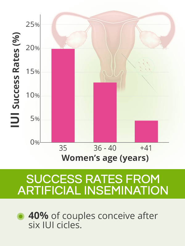 Artificial insemination success rates