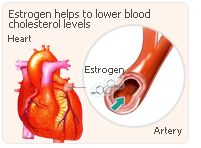 hrt artery