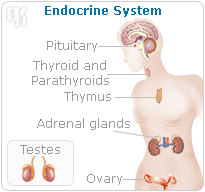 Endocrine system