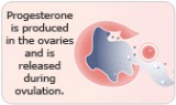 Progesterone During Menopause: What You Need to Know