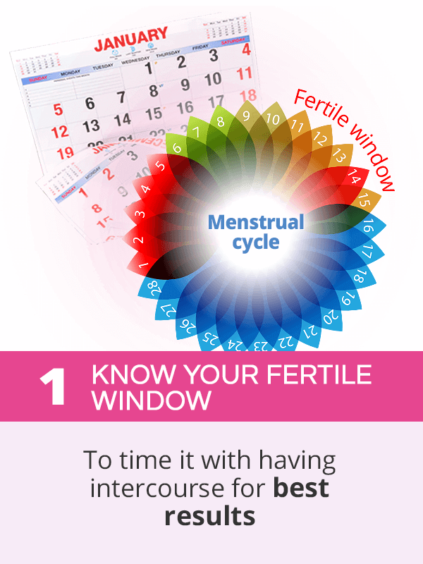 Know your fertile window to get pregnant fast