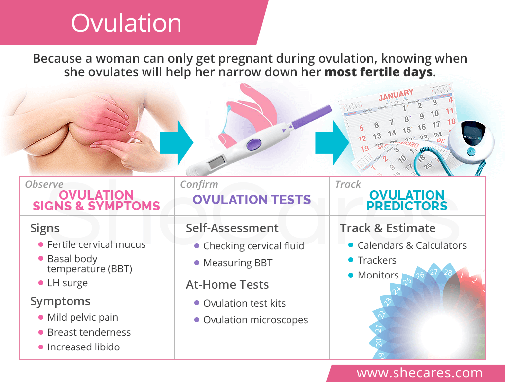 Ovulation Shecares