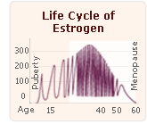 estrogen life cycle