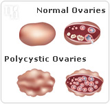 estrogen follicle