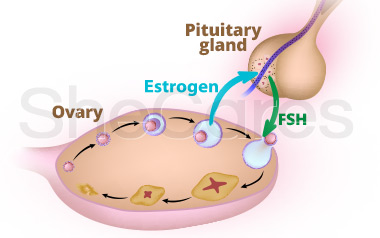 Can I Still Get Pregnant With Low Estrogen Levels?