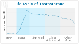 Life cycle of testosterone